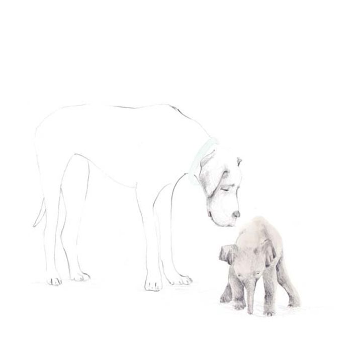 Kortpakke A, Tails, 15x15 cm, 5 pk.